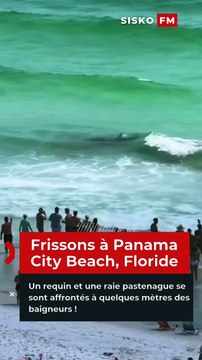 🦈🌊 Frissons à Panama City Beach, Floride : un requin et une raie pastenague se sont affrontés à quelques mètres des baigneurs !