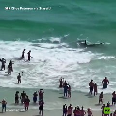 TIBURÓN Y MANTARRAYA