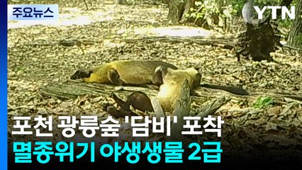 광릉숲에 찾아온 반가운 손님...아기 담비 형제 첫 포착! / YTN