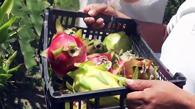 Productores del sur de México apuestan por el cultivo de la pitahaya para arraigar a la juventud