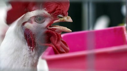 Scientist changing nutrition of hens to breed more robust chickens