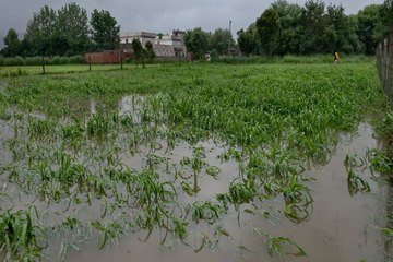 swm news: बारिश ने धरतीपुत्रों के अरमानों पर फेरा पानी, फसलें हुई चौपट