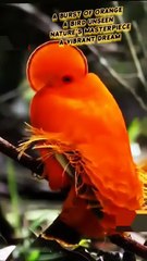 Unique_Creature___Simply_Amazing_____....._......................_....#shorts__#birds(360p)