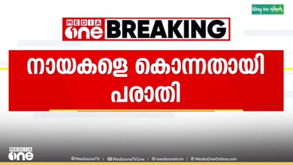 മൂന്നാർ പഞ്ചായത്ത് നായകളെ കുട്ടത്തോടെ കൊന്ന് കുഴിച്ച് മൂടിയതായി പരാതി