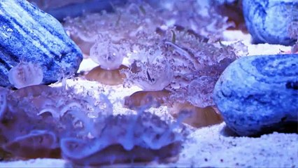 What Lurks in the Deepest Trenches? Ocean Secrets Revealed!