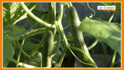 Sorsi di Benessere - Il cetriolo è poco digeribile? Ecco perché