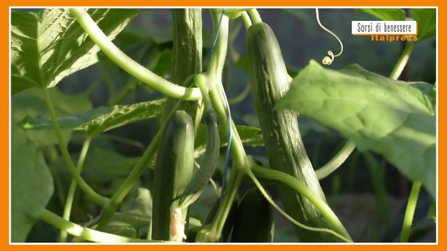 Sorsi di Benessere - Il cetriolo è poco digeribile? Ecco perché