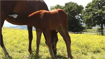 Milyonluk taylar hipodromlara hazırlanıyor