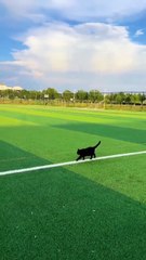 A black cat is walking along straight white lines without stepping off.