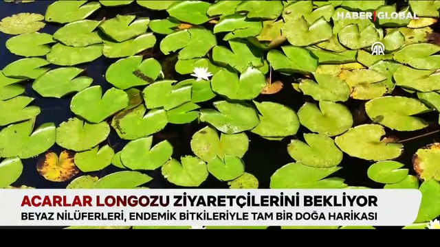 Beyaz nilüferleri, endemik bitkileriyle tam bir doğa harikası: Acarlar Longozu ziyaretçilerini bekliyor