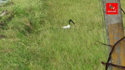 The black-headed ibis (Threskiornis melanocephalus) en route Talakadu-Kollegal, Karnataka, India