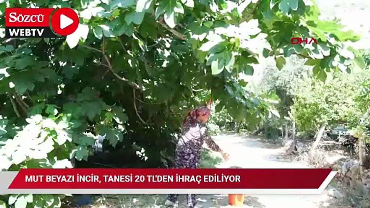 Mut beyazı incir, tanesi 20 TL'den ihraç ediliyor