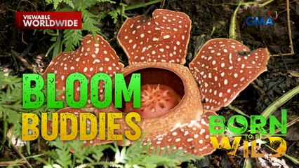 Natatanging bulaklak na Rafflesia, nasilayan sa Kalinga! | Born to Be Wild