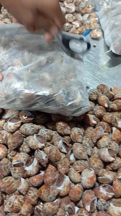Top Shell Sippy 🐚 | Rare & Delicious Seafood | Street Food MarketAapke liye ek amazing seafood experience! 😍🍽️