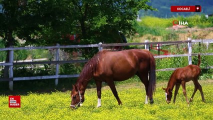 Kocaeli'de bulunan at çiftliklerinde özel olarak bakılan taylar hipodromlara hazırlanıyor