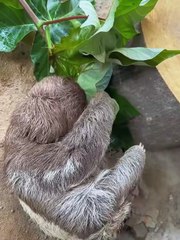 Returning this sloth back to its home!