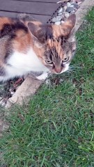 “Don’t Touch Me!” 😾 Cat Has Something to Say Today! #cats #shorts #meow #cute