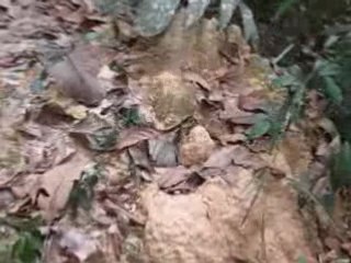 Bruits d'insectes dans la jungle malaisienne