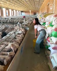 Just a girl feeding her sheep! 🐑