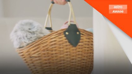 Robot haiwan peliharaan AI cetus fenomena di Jepun