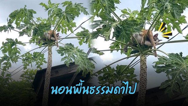 นอนบนพื้นมันธรรมดาไป มันต้องนอนที่สูง ๆ