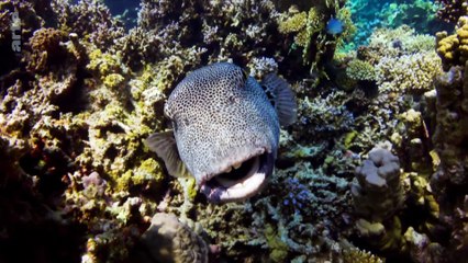 La Défonce des animaux - Documentaire