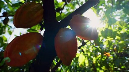Destaques do Globo Rural (03/08/2025)