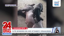 Cute bonding ng aso at baboy, kinaaliwan | 24 Oras Weekend
