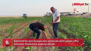 Aynı tarla, sıra dışı olay! Ektiği tohumlar filizlendi, şaşkına döndü: Ruh sağlığım bozuldu