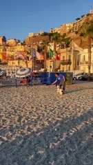 In Calabria arrivano i Tarta Dogs: eroi a quattro zampe per proteggere le tartarughe marine