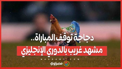 دجاجة توقف المباراة.. مشهد غريب بالدوري الإنجليزي