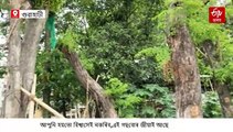 আমবাৰীৰ পৰা ব্ৰহ্মপুত্ৰৰ পাৰলৈ স্থানান্তৰ কৰা গছবোৰ জীয়াই আছেনে ?