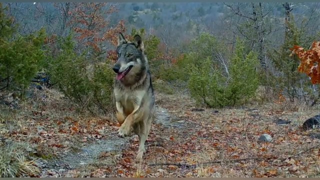 They use Special tactics to hunt in the Appenine Foothills...Only ITALIAN Grey Wolves can hunt like this