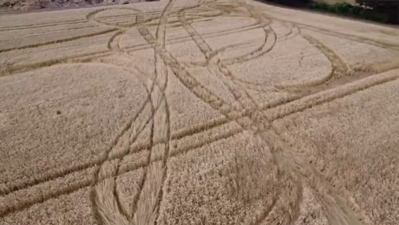 British farmer’s year-long wheat crop destroyed by vandals days before harvest