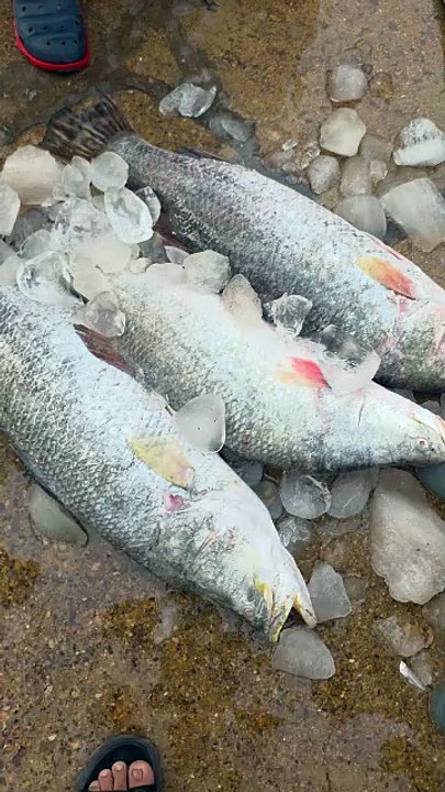 Dangri fish Facts