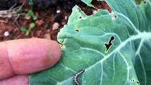 Worm damage on cabbage
