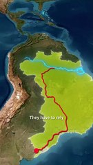 Why The Amazon River Has No Bridges_ 🤯 One of the World's Longest Rivers 🌊