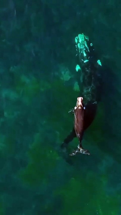 Choc in Australia, il video di un cucciolo di balena travolto da un motoscafo: “Pochi secondi e sarebbe morto”