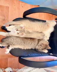 Ces chats vont vous faire fondre de rire !_1753537239