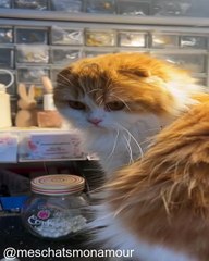 Chats Qui Font des Blagues_1753010597