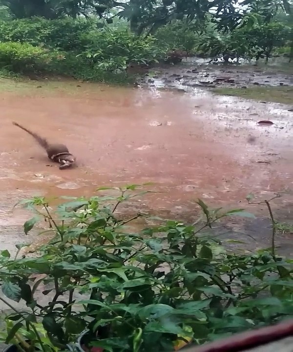 Epic Cobra Snake vs Mongoose Fight to the Finish! 🐍⚡ Who Wins?