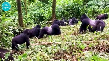 THE CROCODILE WARRIOR Unbelievable Attacks Caught on Camera  Animal Documentary