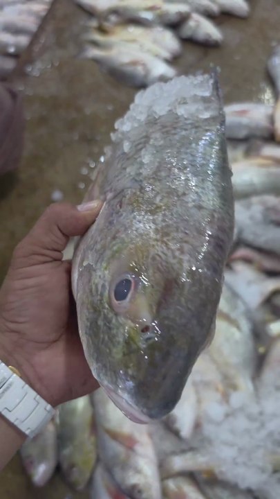 Dhoter Fish – Samundar ka Swad ka King 🐟 | Fresh & Natural Catch"