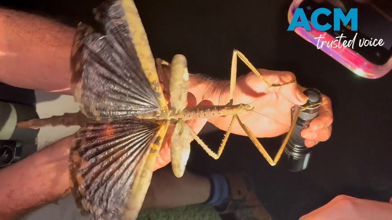 Supersized stick insect discovered in QLD rainforest