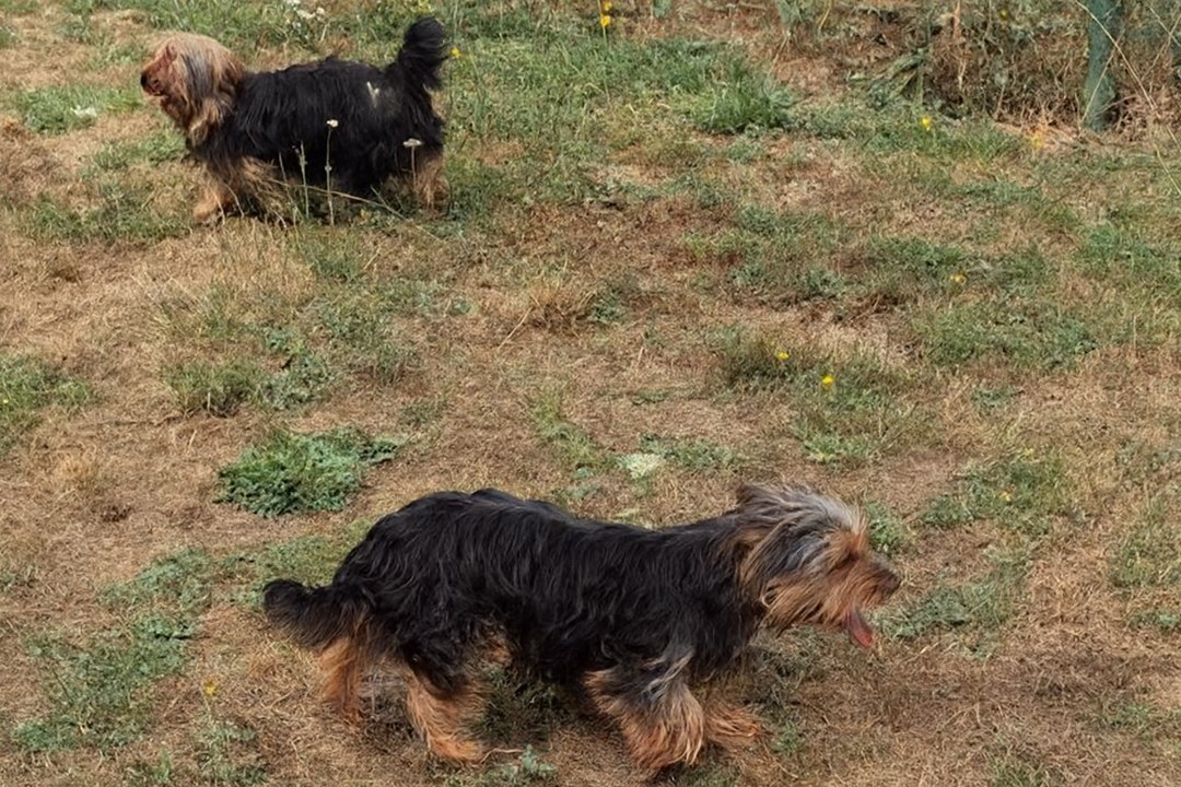 Tchoupy et Tino