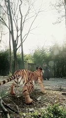 Tripped Into Time Forged a Legend Dramabox