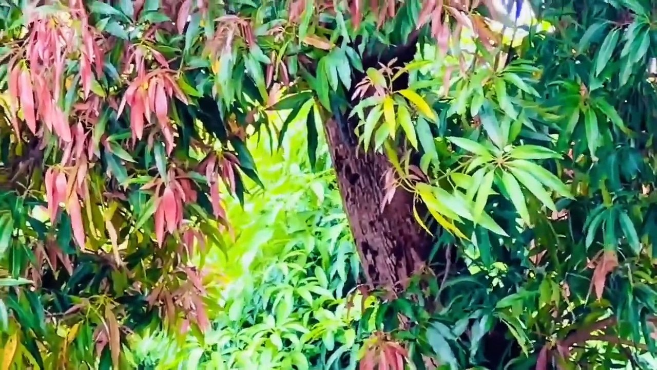 Ambient music - Sức mạnh chữa lành từ Thiên Nhiên _Mùa Hạ sôn xao_