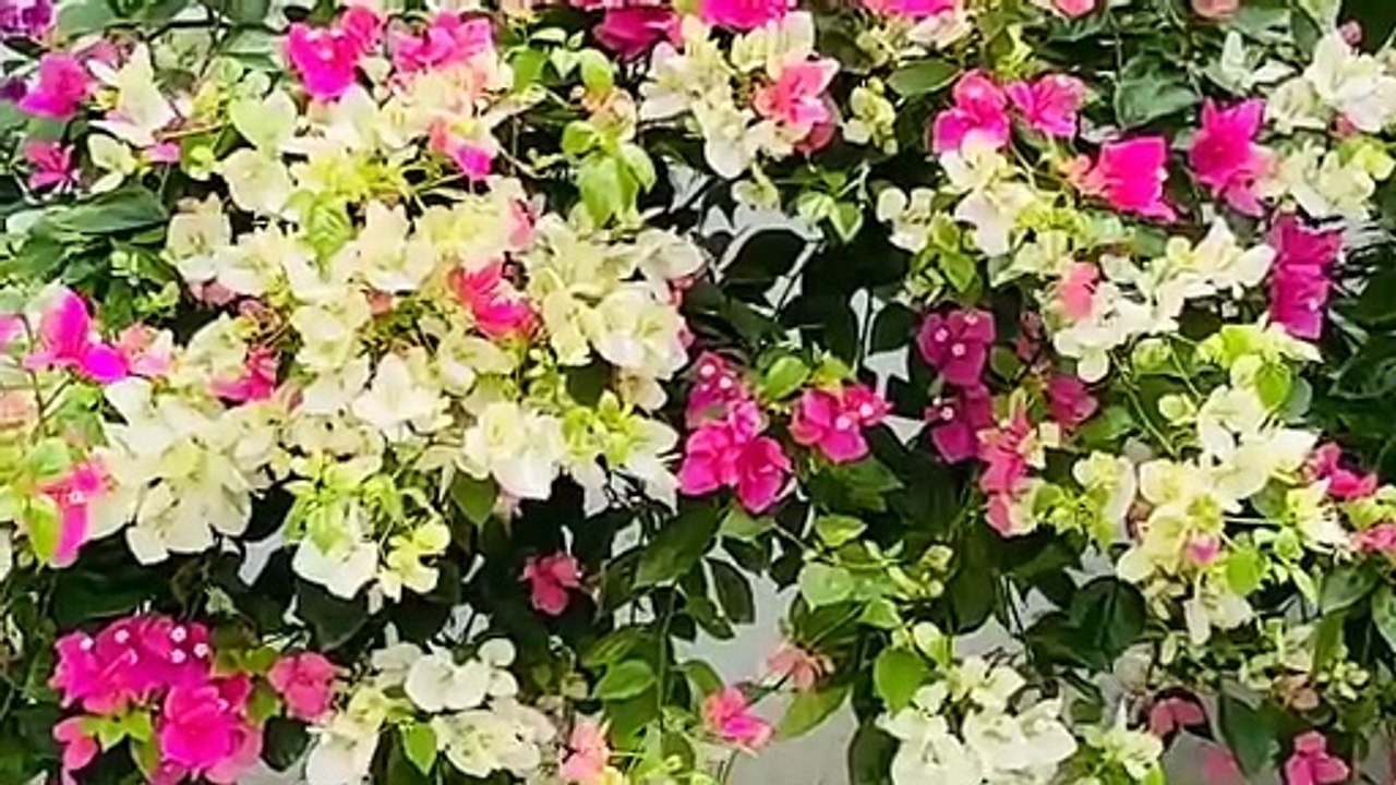 Ambient music - Sức mạnh chữa lành từ Thiên nhiên _Hương Xuân_