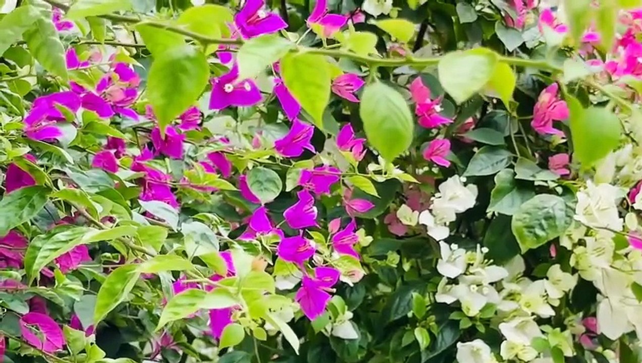 Ambient music - Sức mạnh chữa lành từ Thiên Nhiên _Hương mùa Xuân_