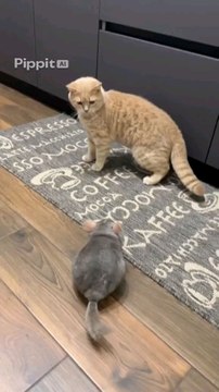 Breville Barista Express BES870XL – All-in-One Espresso Machine with Built-in Grinder | Wiloria$699.00☕ Brew Café-Quality Espresso at Home!Elevate your mornings with the Breville Barista Express BES870XL. Built-in grinder,Visit : Wiloria.com